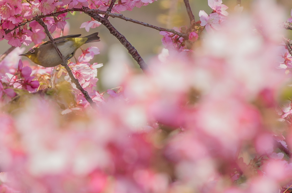河津桜にメジロ