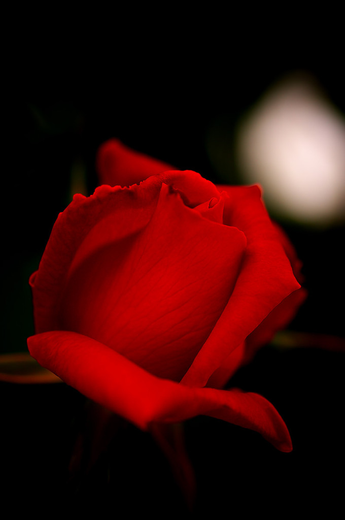 薔薇　紅