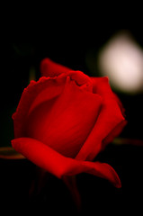 薔薇　紅