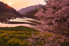 桜と共に田植え待つ