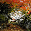 紅葉坂