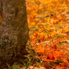 秋色のランデブー