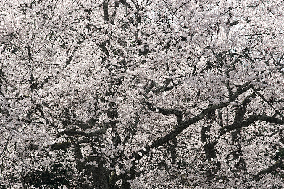 金谷の城山桜
