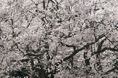 金谷の城山桜