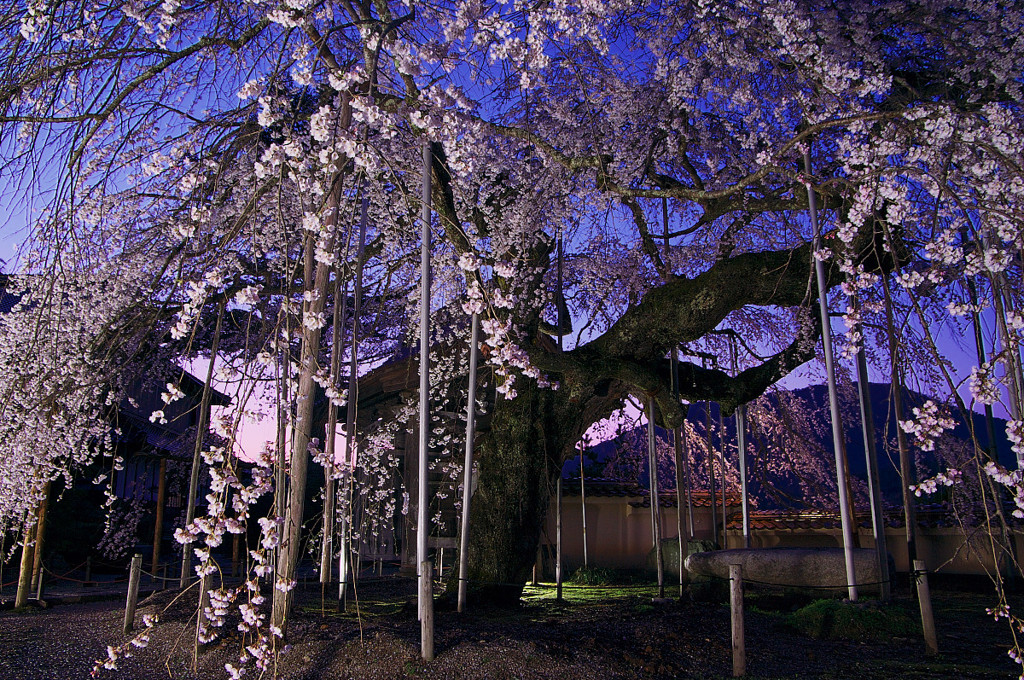 円立寺の枝垂桜