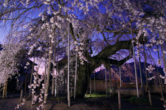 円立寺の枝垂桜