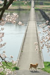 斐伊川堤防桜並木