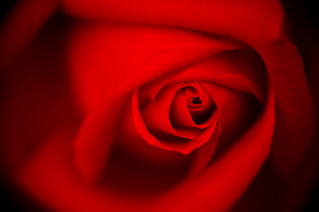 薔薇　紅