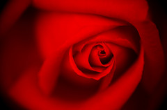 薔薇　紅