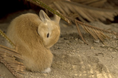 大久野島のウサギ３