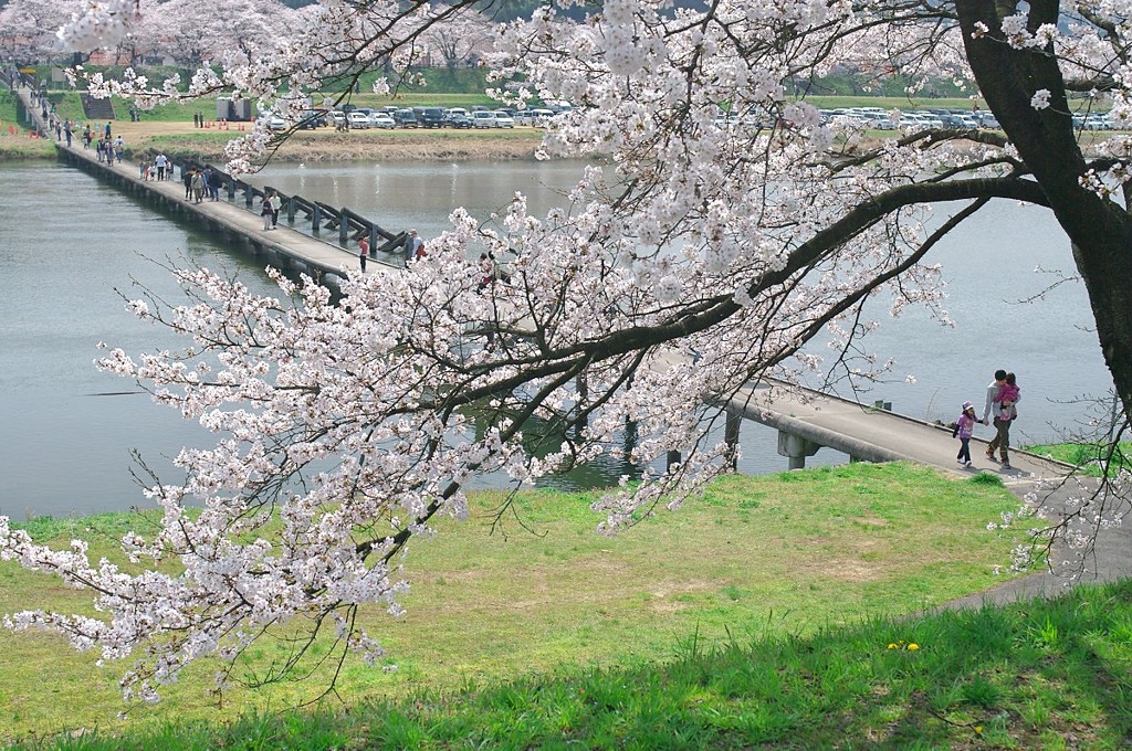斐伊川堤防桜並木