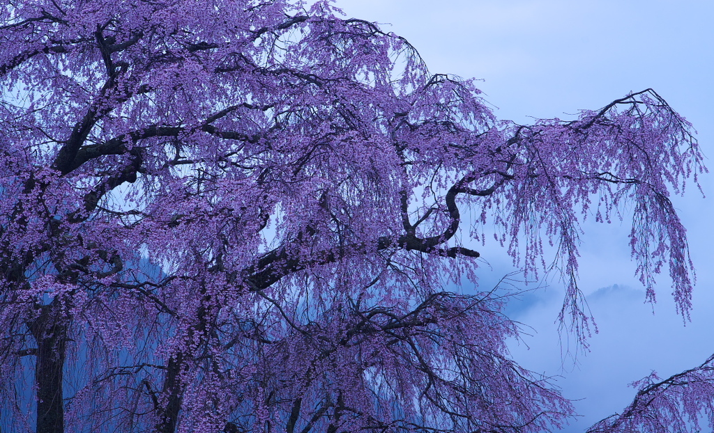 幽玄桜