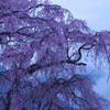 幽玄桜