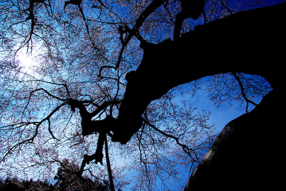 金谷の城山桜
