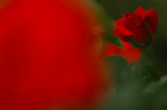 薔薇　紅