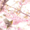 サクジロー