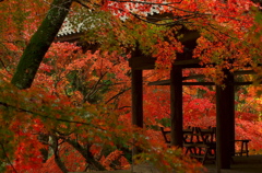 御調八幡宮の紅葉（その２）