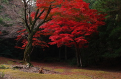 宮島の紅葉（その４）
