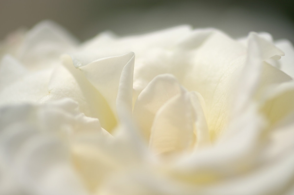 薔薇　白