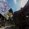 風に舞う