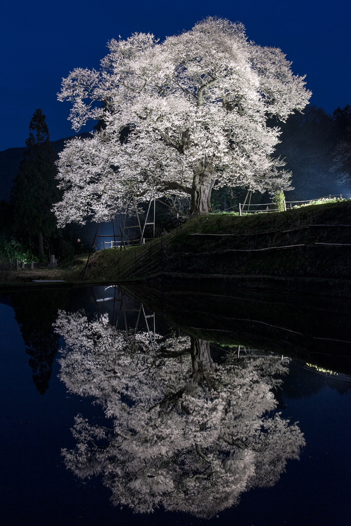 小奴可の要害桜