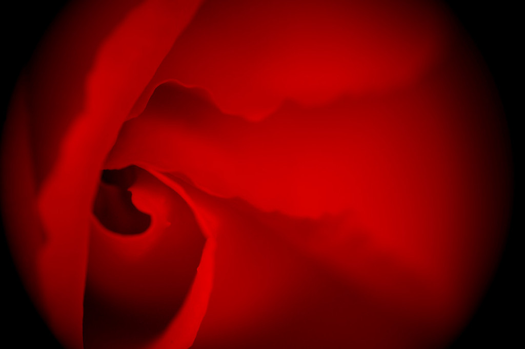 薔薇　紅