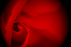 薔薇　紅
