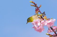 メジロと河津桜（山口県上関町）05