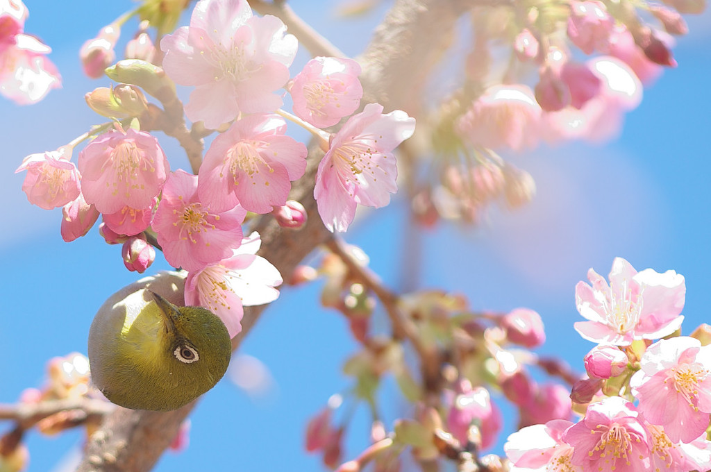 河津桜とメジロ５
