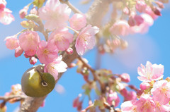 河津桜とメジロ５