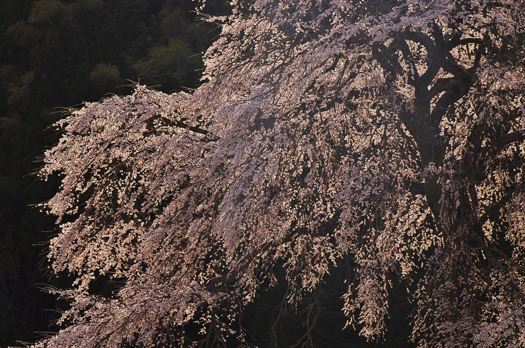 与一野の夕輝桜