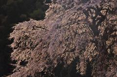 与一野の夕輝桜