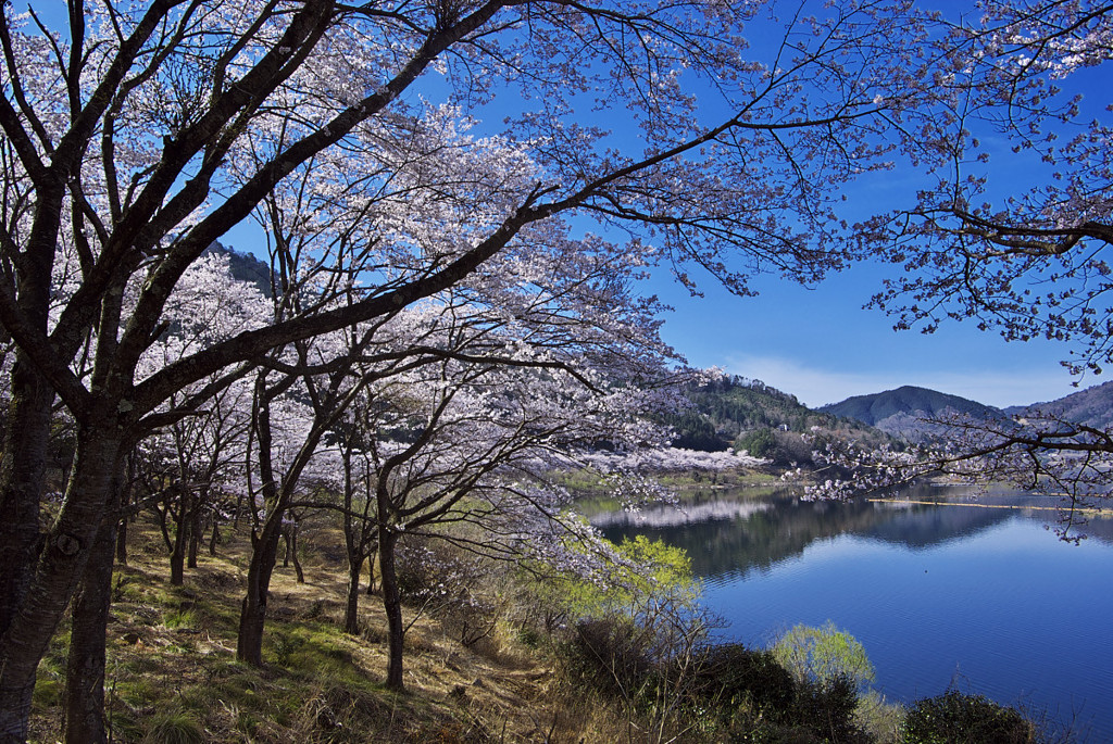 八千代湖（土師ダム）の桜