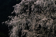 妖樹