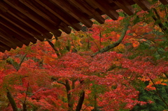 御調八幡宮の紅葉（その１）