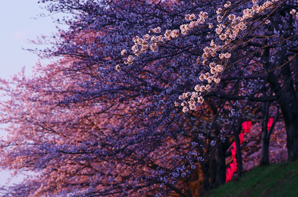 住吉堤防敷の桜並木