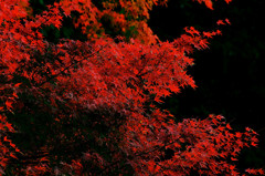 秋の紅