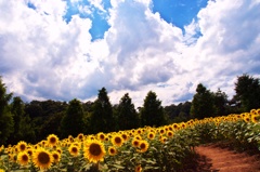ある日の夏空
