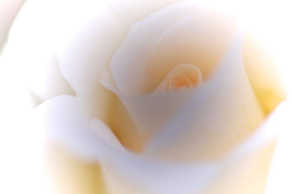 薔薇　白