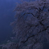 朝霧に佇む