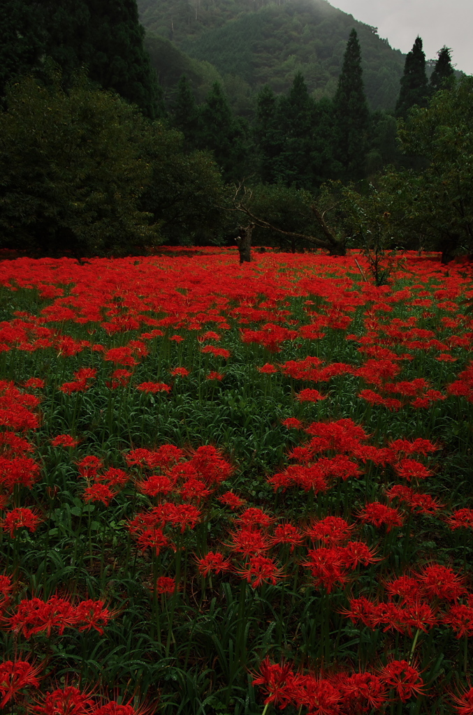 早朝の彼岸花