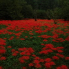 早朝の彼岸花