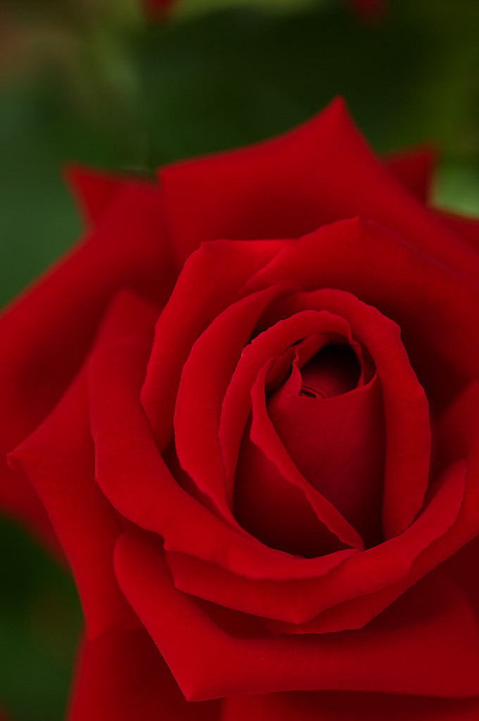薔薇　紅
