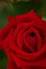 薔薇　紅