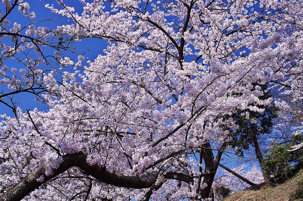 いわぎ三千本桜