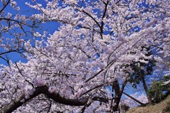 いわぎ三千本桜