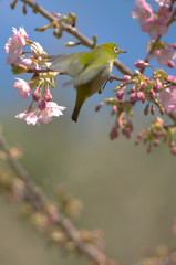 河津桜とメジロ４