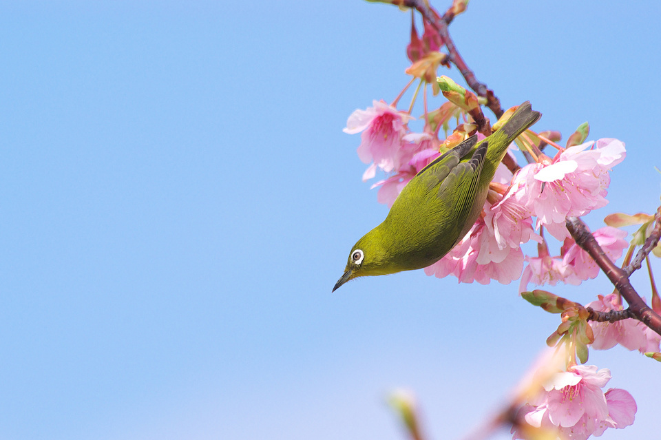 メジロと河津桜（山口県上関町）03