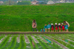 花田植えの前に