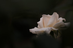 薔薇　白